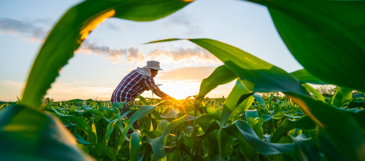 Farmers use tablets to analyze data and experiment with growing corn.