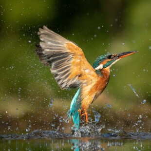 Martin pêcheur voltigeant sur l'eau
