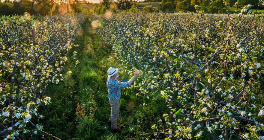 Agriculteur dans un verger avec tablette