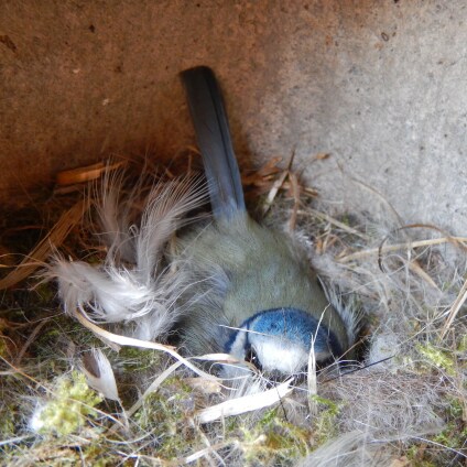 MOMMY KNOWS BEST : Mésange bleue couvant ses œufs.
