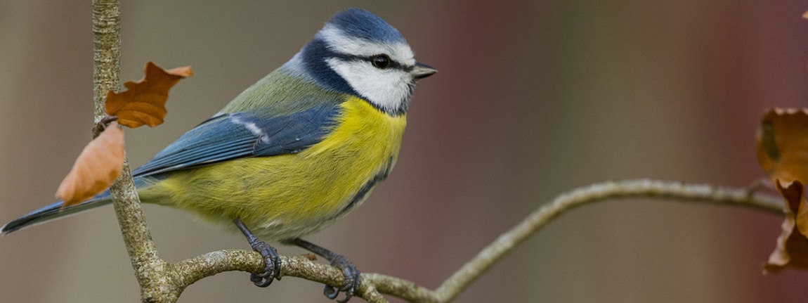 Project Climate & Biodiversity Initiative MOMMY KNOWS BEST : Eurasian Bleue Tit