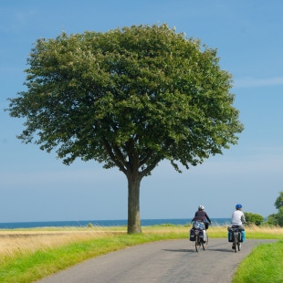 Cyclistes à vélo en Dannemark paysage de campagne avec vue sur la mer et un grand arbre.