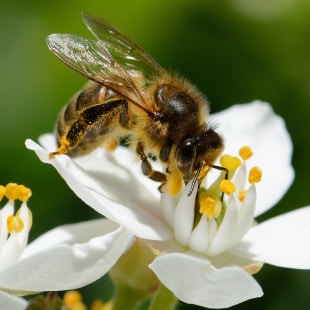 abeille sur une fleur de cerisier blanc