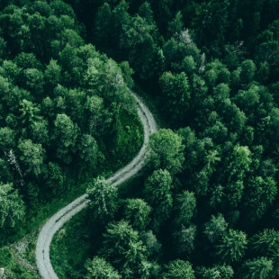 Vue aérienne d'une forêt