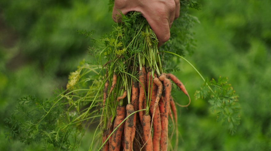 Business Case B2B - Bonduelle