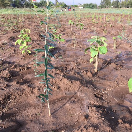 Establishment of the IDENT Ethiopia tree biodiversity experiment, Campus of Mekelle University (Mekelle, Tigray, Ethiopia); two-species mixture of Olea europea subsp. cuspidata (African wild olive) and Cordia africana (East-African cordia)