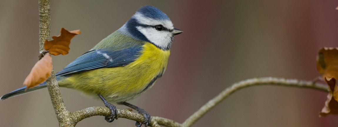 Projet Climate & Biodiversity Initiative MOMMY KNOWS BEST : Mésange bleue
