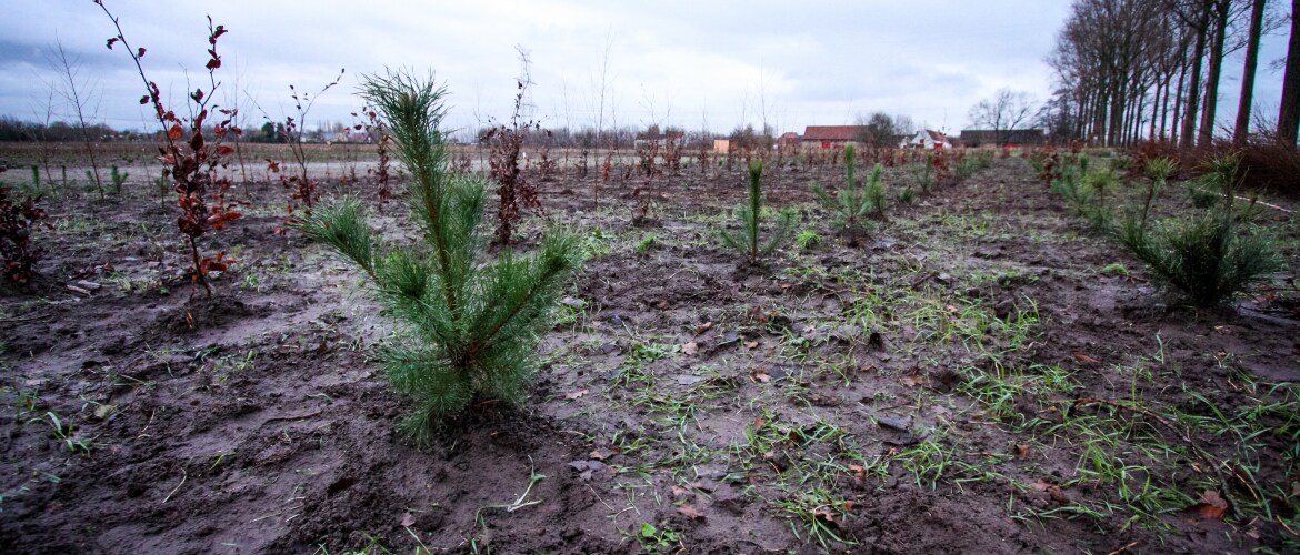 Jeunes plants de hêtre (Fagus sylvatica) et d’épicéas (Picea abies) peu après avoir été plantés sur un ancien champ agricole ; un des 3 sites de l’expérimentation FORBIO (Zedelgem, Belgique)