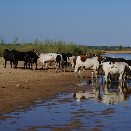Climate & Biodiversity Initiative HUM-ANI Project