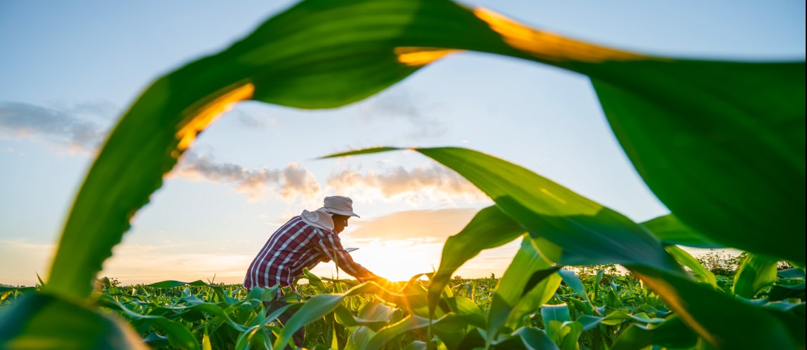 Agriculteur utilisant une tablette pour analyser les données et expérimenter la culture du maïs.