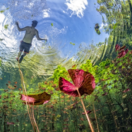 Jardins et plantes aquatiques ploger dans une cave cenotes en Mexique