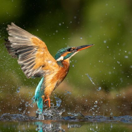 Martin pêcheur voltigeant sur l'eau