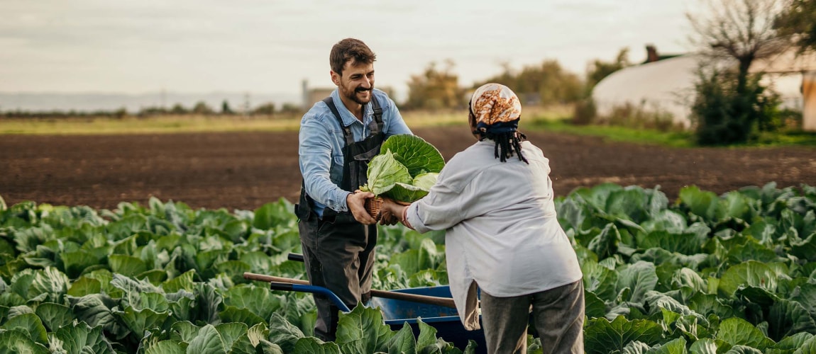Two diverse workers on the farm pass a crate full of fresh raw veggies and work on a farm together.