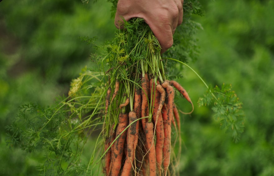 Business Case B2B - Bonduelle