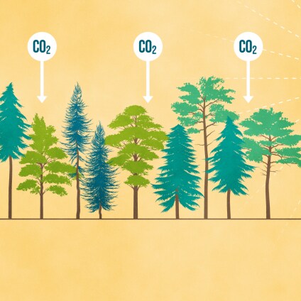 Biodiverse tree plantations have high growth and carbon sequestration potential and are, simultaneously, most resistant and resilient against the future impacts of climate change.