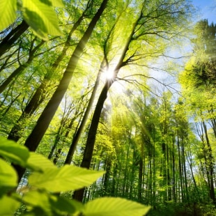 Forêt pittoresques d'arbres feuillus verts frais encadrés par des feuilles, le soleil coulant ses rayons chaleureux au travers du feuillage