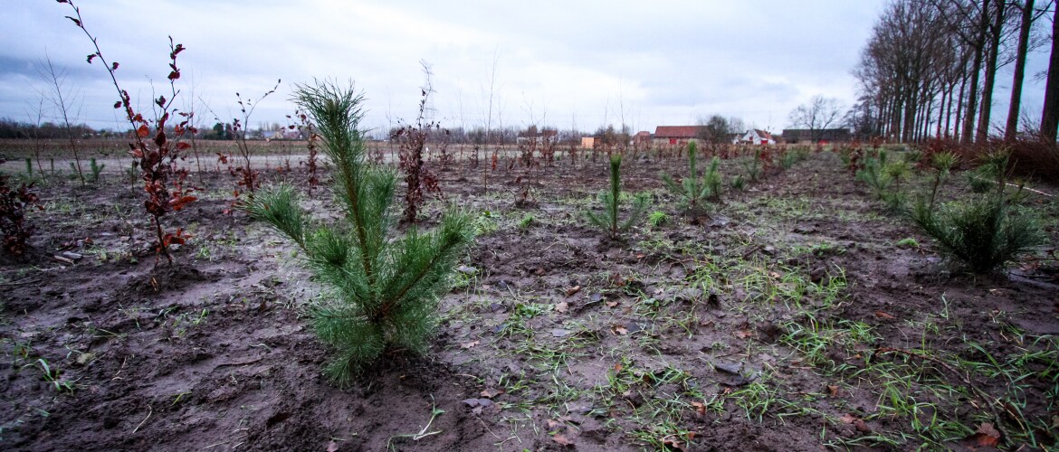 Saplings of Fagus sylvatica and Picea abies just after they were planted on a former agricultural field, one of the three sites of the FORBIO experiment (Zedelgem, Belgium)