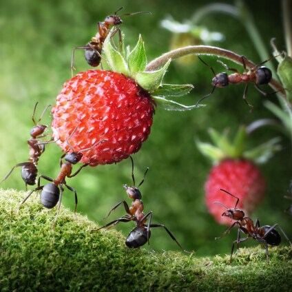 Des fourmis qui s'entraident pour atteindre une fraise sauvage