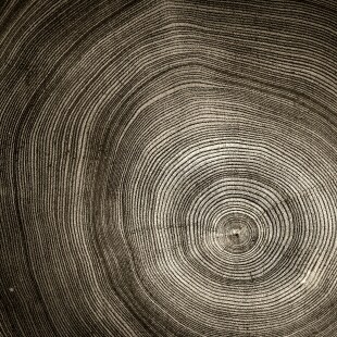 cercles de tronc d'arbre couleurs sépia croissance