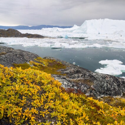 icebergs du Kangerlua Fjord, Disko Bay, Greenland