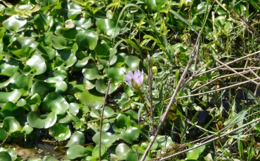 Jacinthe d’eau - Invacost // Climate & Biodiversity Initiative