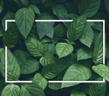 green leaves