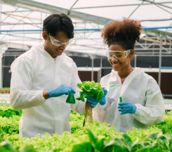 Entreprises familiales -Prélèvement dans une exploitation maraichère