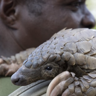 IFAW, action en asie