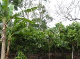 SoCa: soil carbon for tropical subsistence farming