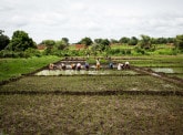 Agriculture durable : une nécessité pour les pays émergents