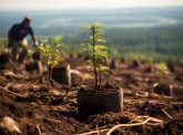 BNP Paribas Asset Management launches a dedicated fund for responsible forest management