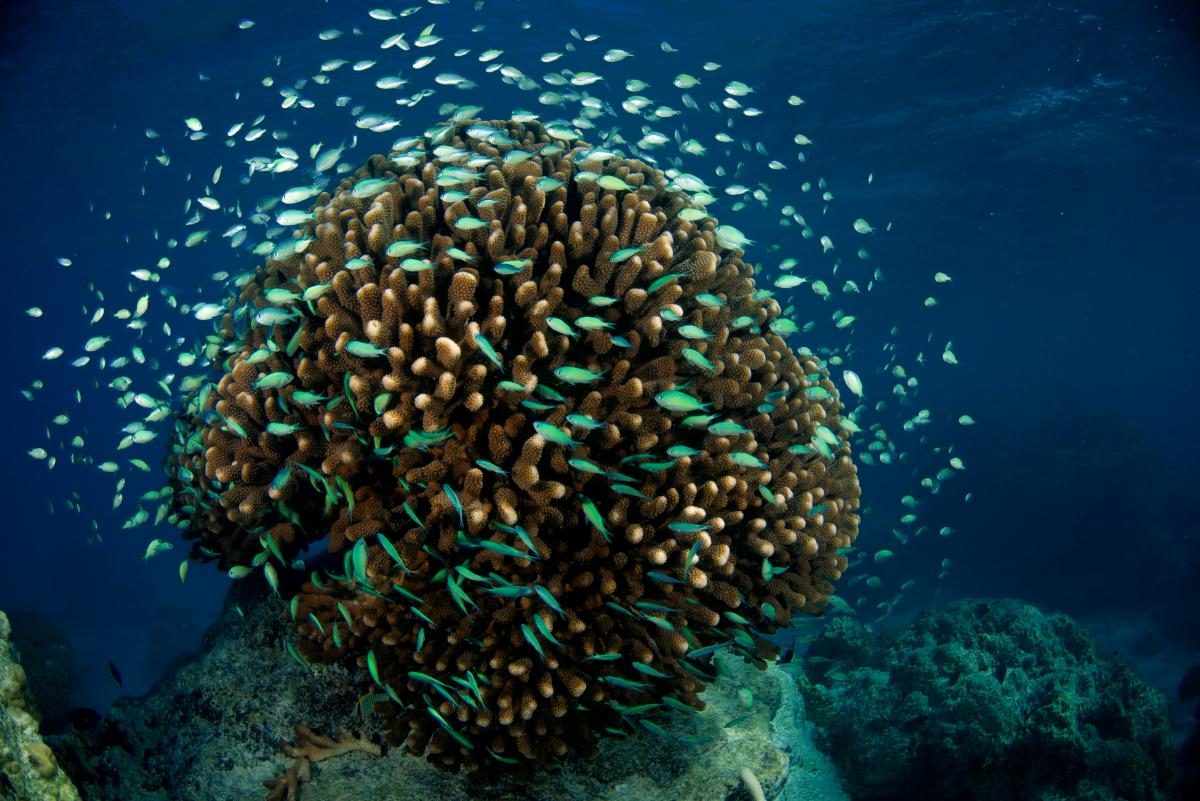 COP23 The Future Of Coral Reefs Facing Climate Change BNP Paribas   Thiault Fish 01 