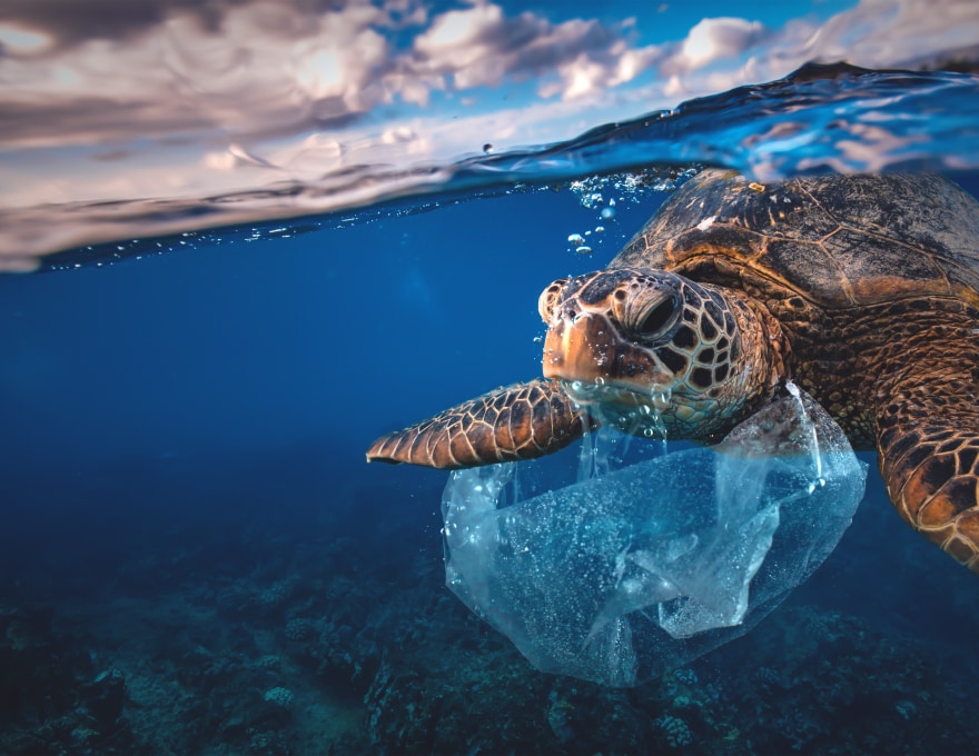 Turtle in the ocean eating plastic