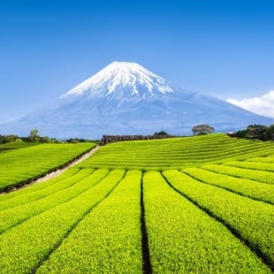 Japon vu de mont Fuji avec champs de thé en premier plan