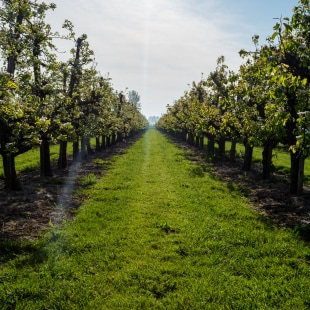 Plantations biologiques d'arbres fruitiers