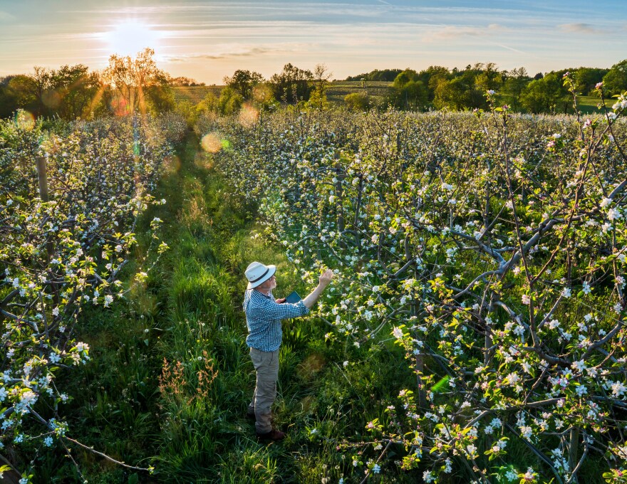 Agriculteur dans un verger avec tablette
