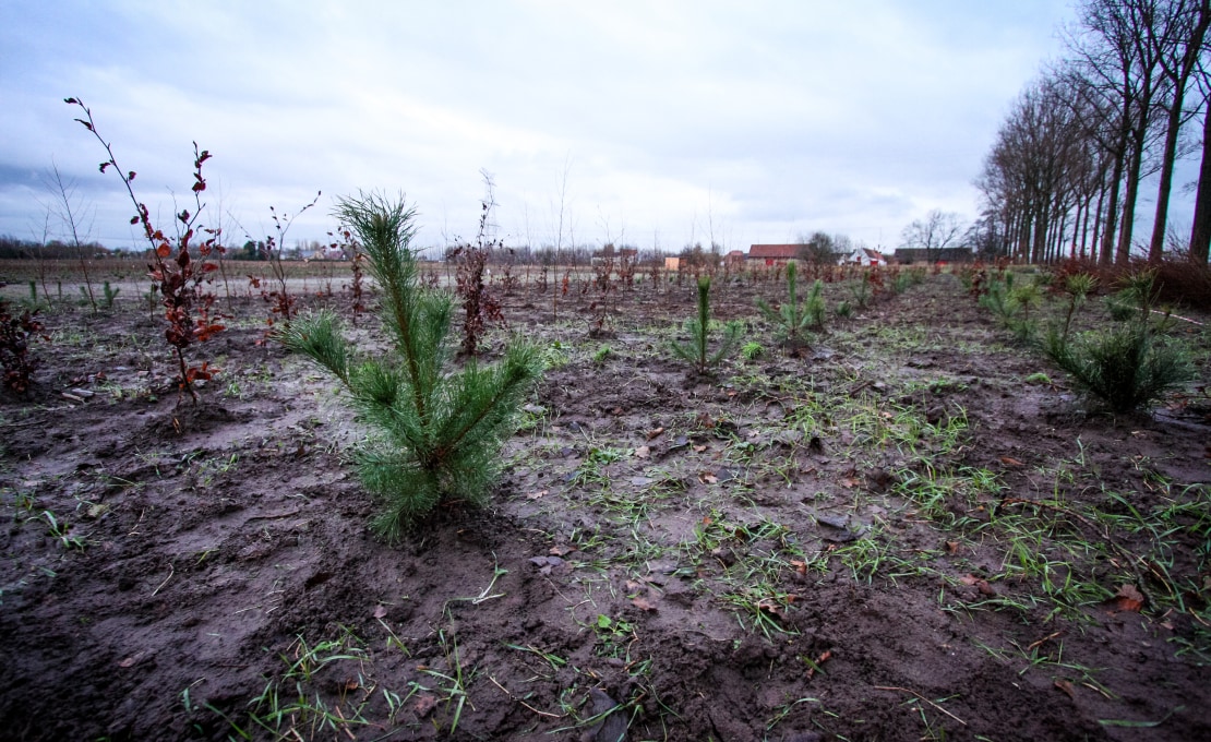 Jeunes plants de hêtre (Fagus sylvatica) et d’épicéas (Picea abies) peu après avoir été plantés sur un ancien champ agricole ; un des 3 sites de l’expérimentation FORBIO (Zedelgem, Belgique)