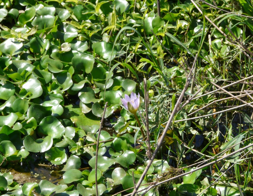 Water hyacinth - Invacost // Climate & Biodiversity Initiative