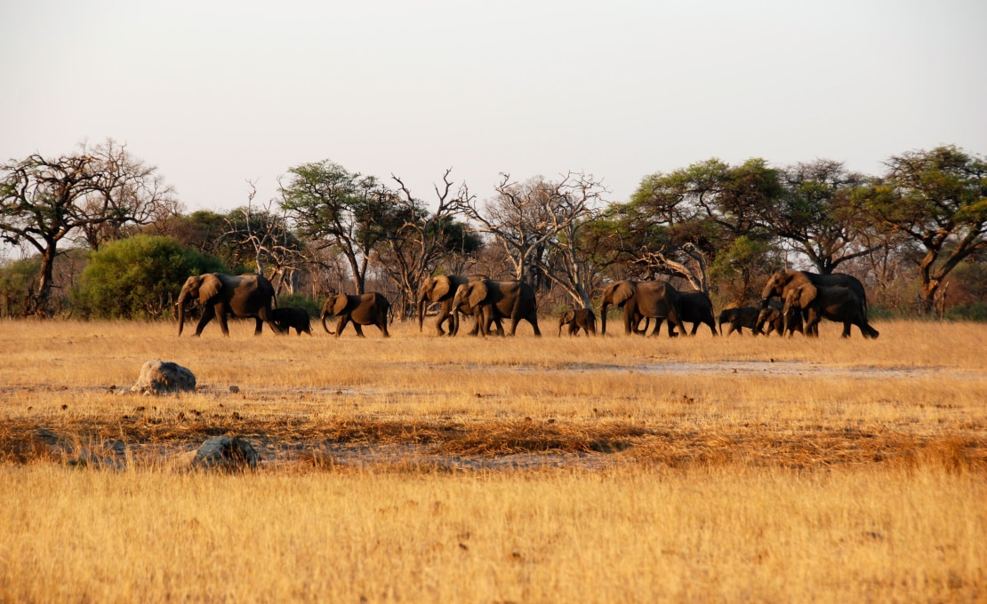 HUM ANI Project by Eve Miguel