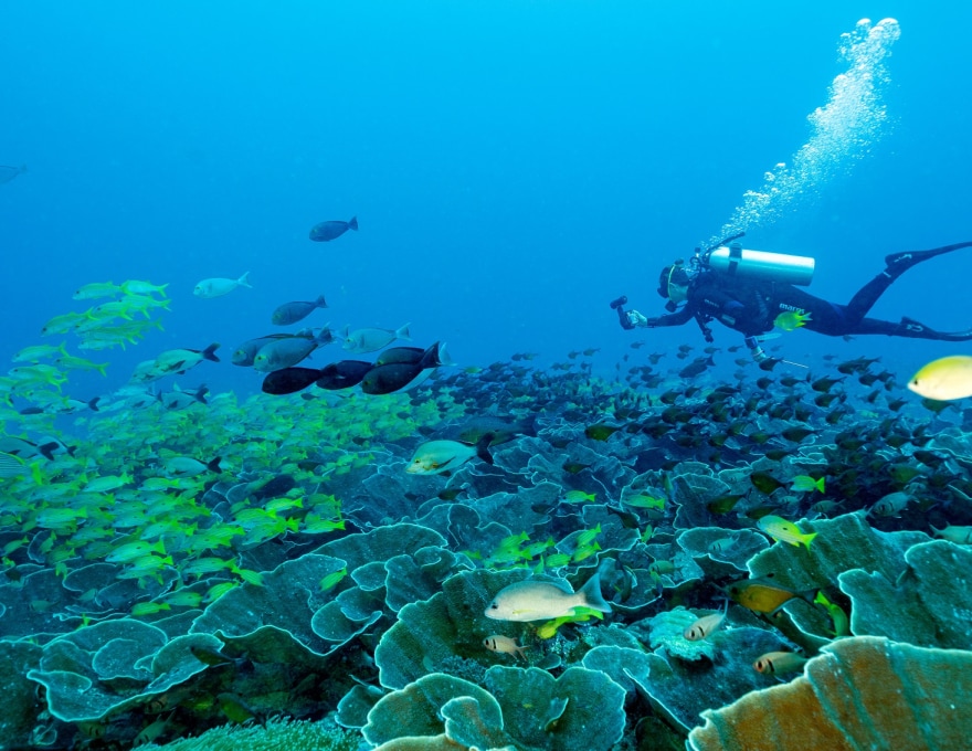 Mangrove et corail divisé par une ligne d'eau: Gam Island Raja Ampat Indonésie