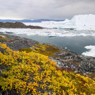 icebergs du  Kangerlua Fjord, Disko Bay, Greenland