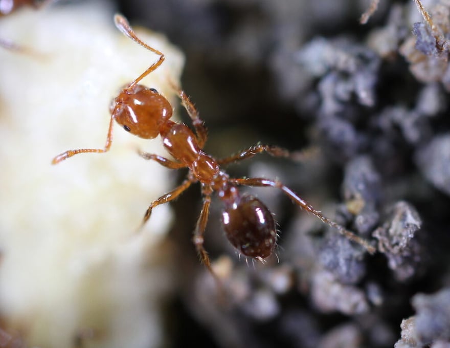 Fire ant - Invacost // Climate & Biodiversity Initiative