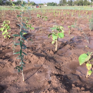 Mise en place de l’expérimentation sur la biodiversité des arbres de IDENT Ethiopie, Campus de l’Université de Mekelle (Mekelle, Tigray, Ethiopie) ; combinaison de 2 espèces : Olea europea subsp. cuspidata (olivier brun) et Cordia africana (cordia d’Afrique de l’est)