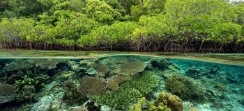 Image partagé entre mangrove et corail, Gam Island Raja Ampat Indnonesia.