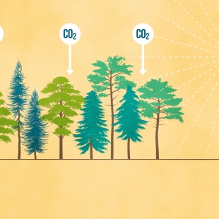 Biodiverse tree plantations have high growth and carbon sequestration potential and are, simultaneously, most resistant and resilient against the future impacts of climate change.