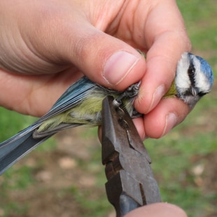MOMMY KNOWS BEST : Baguage d’une mésange bleue.