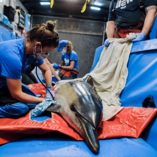 IFAW actions North America