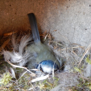 MOMMY KNOWS BEST : Mésange bleue couvant ses œufs.