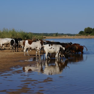 Climate & Biodiversity Initiative Projet HUM-ANI