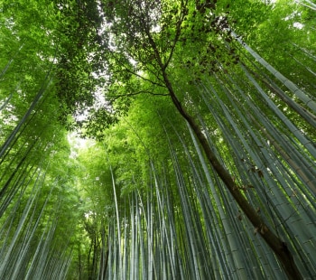 Bamboo forest